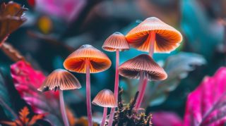 Digital Background: Beautiful Mushrooms in High Resolution