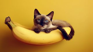 Charming Banana Cat Image