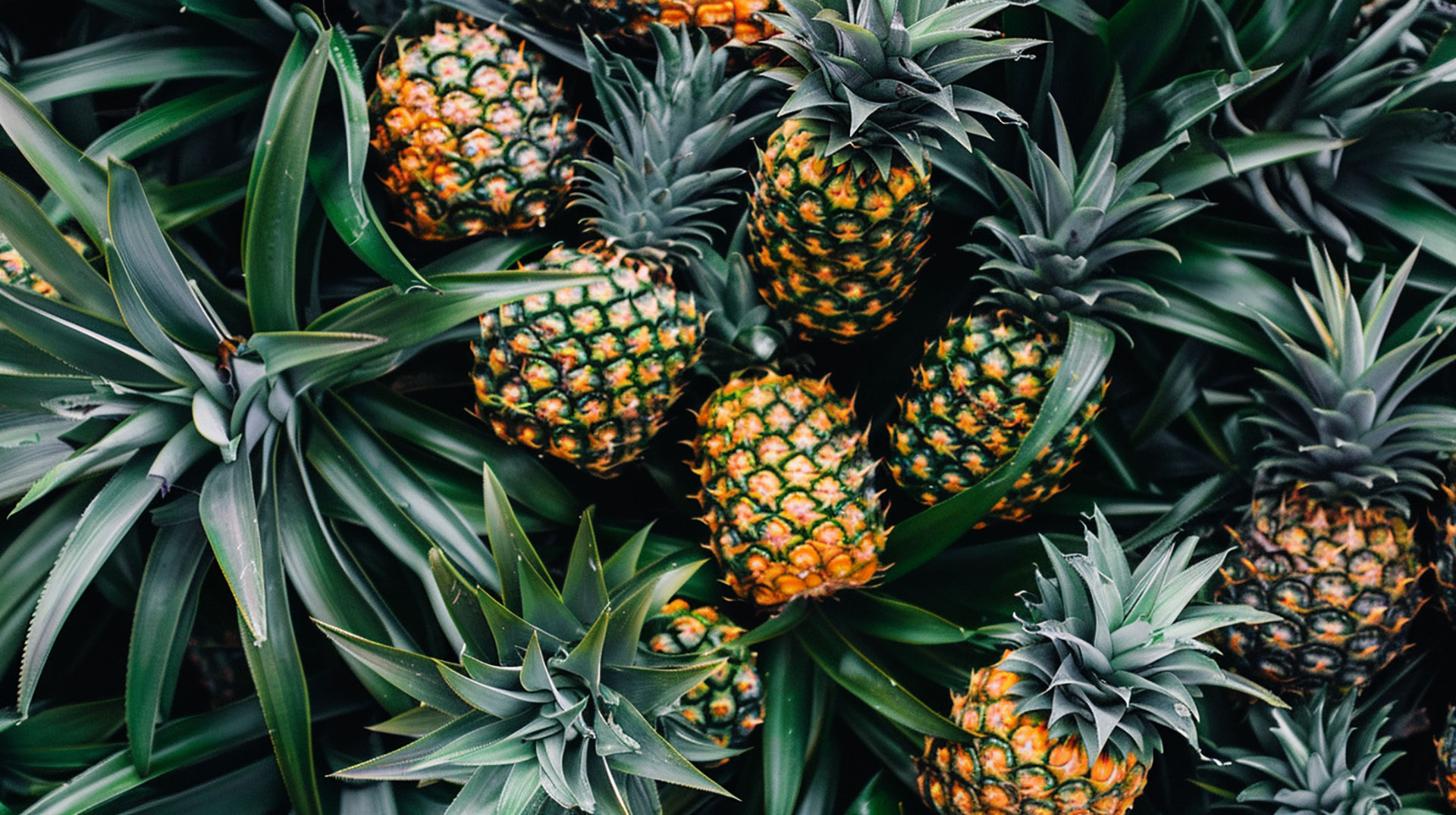 AI-generated cute summer pineapple wallpaper for desktops