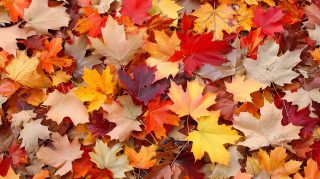 Cute Autumn Leaves Wallpaper