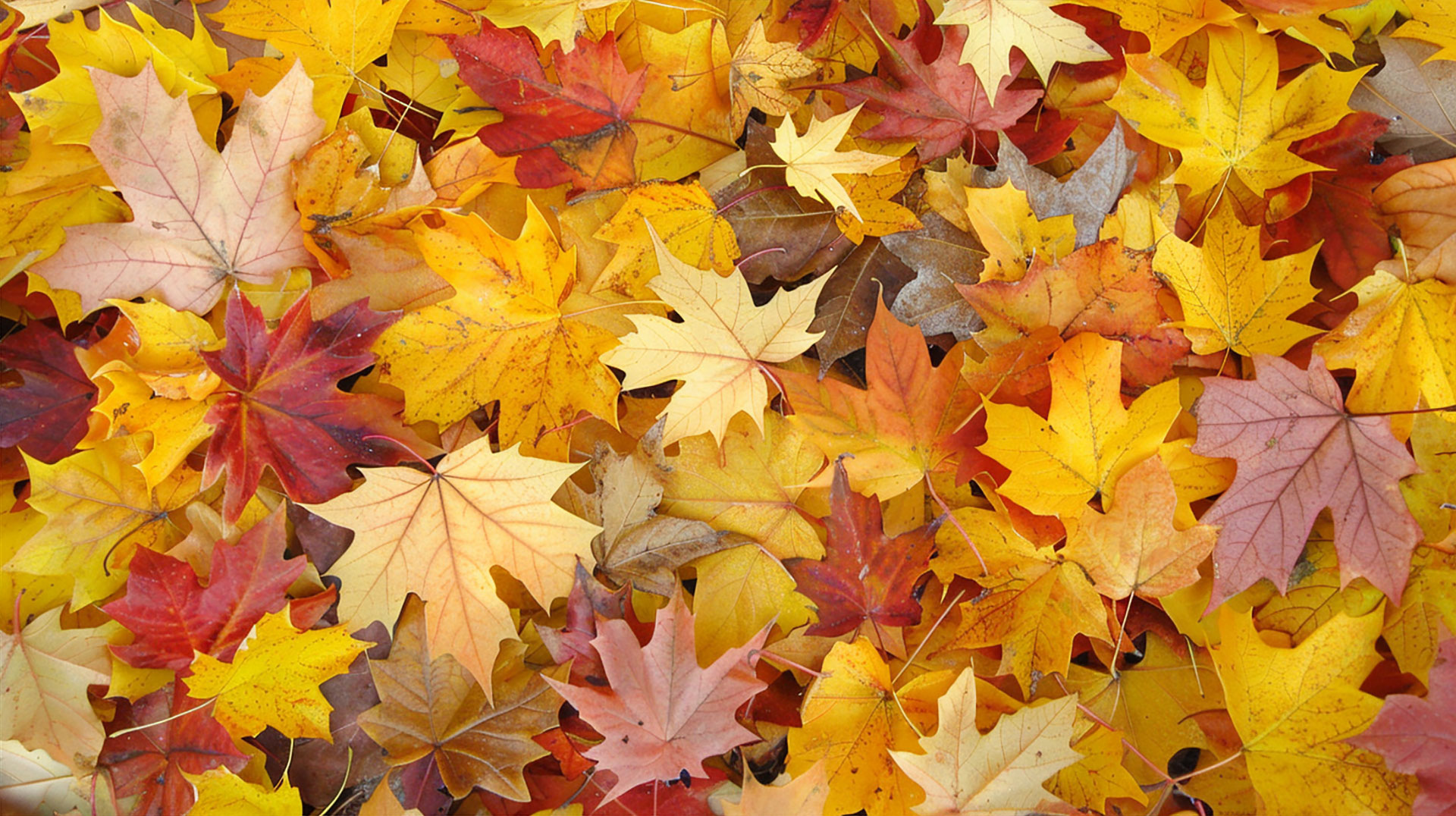 Charming Autumnal Leaves Background