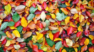 Adorable Fall Foliage Background