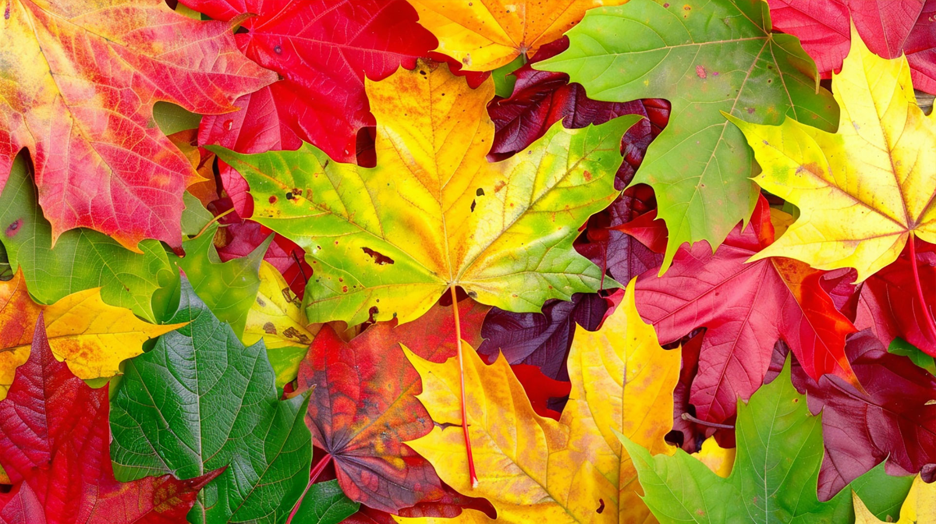 Sweet Fall Leaves Wallpaper