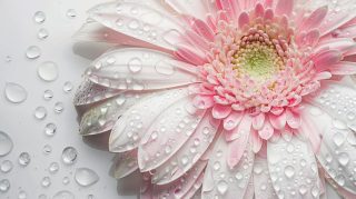 Adorable Pink Flower Desktop Background