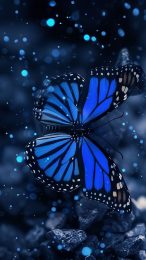 iPhone Dark Blue Aesthetic Butterfly Wallpaper 4K