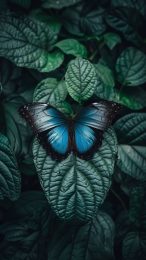 High-Resolution Dark Blue Aesthetic Butterfly iPhone Wallpaper