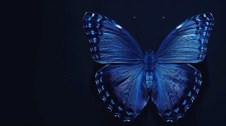 Dark Blue Aesthetic Butterfly Wallpaper for Desktop