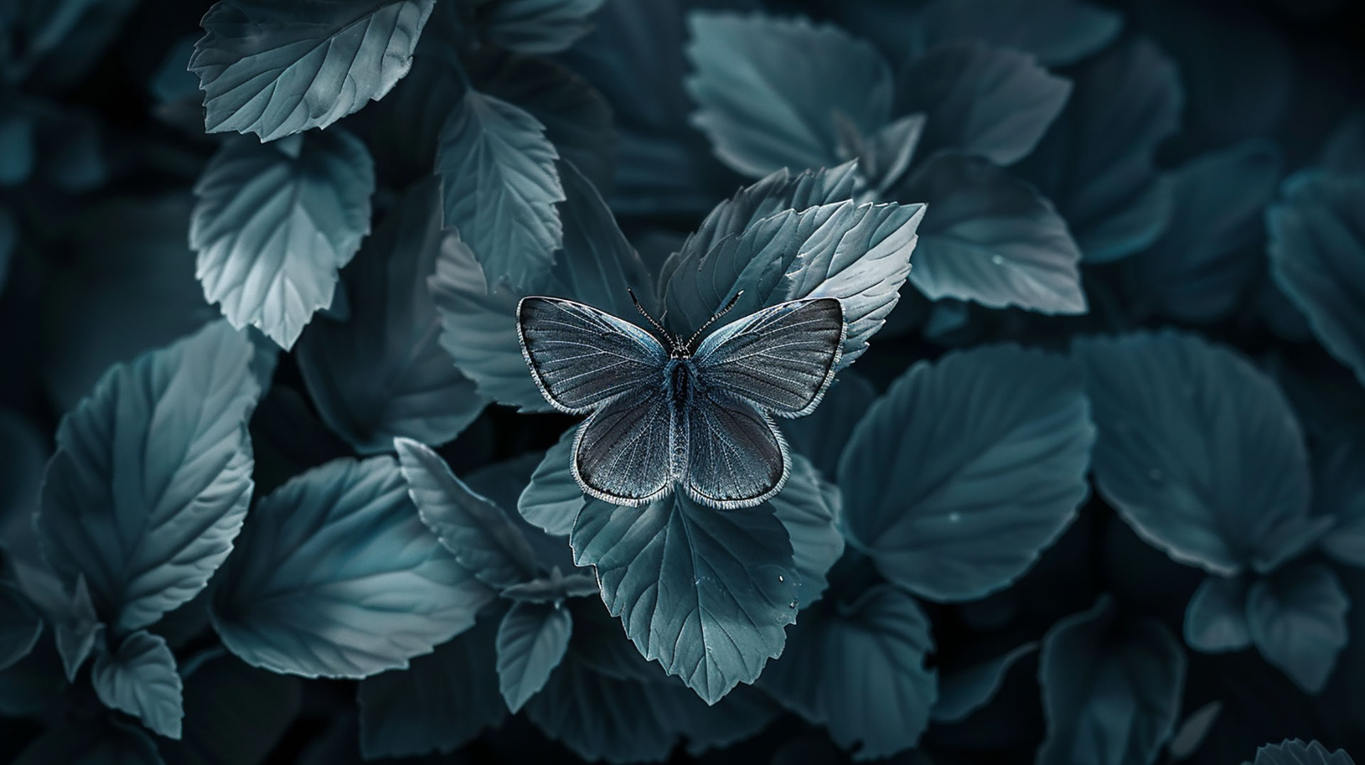 16:9 Dark Blue Aesthetic Butterfly Desktop Background