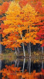 Free Download: Fall Landscape Mobile Wallpaper in New England