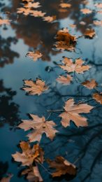 Whimsical Autumn Leaves Phone Background