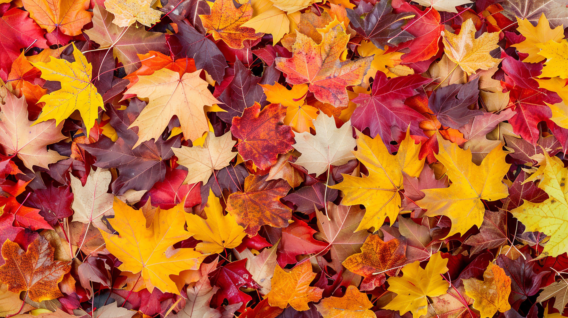 Golden Autumnal Leaves Aesthetic Background