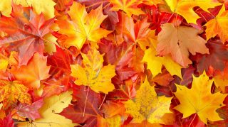 Tranquil Fall Foliage Aesthetic Wallpaper