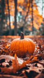 Autumn Leaves and Pumpkins Mobile Wallpaper