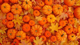 Elegant Fall Foliage and Pumpkins Wallpaper