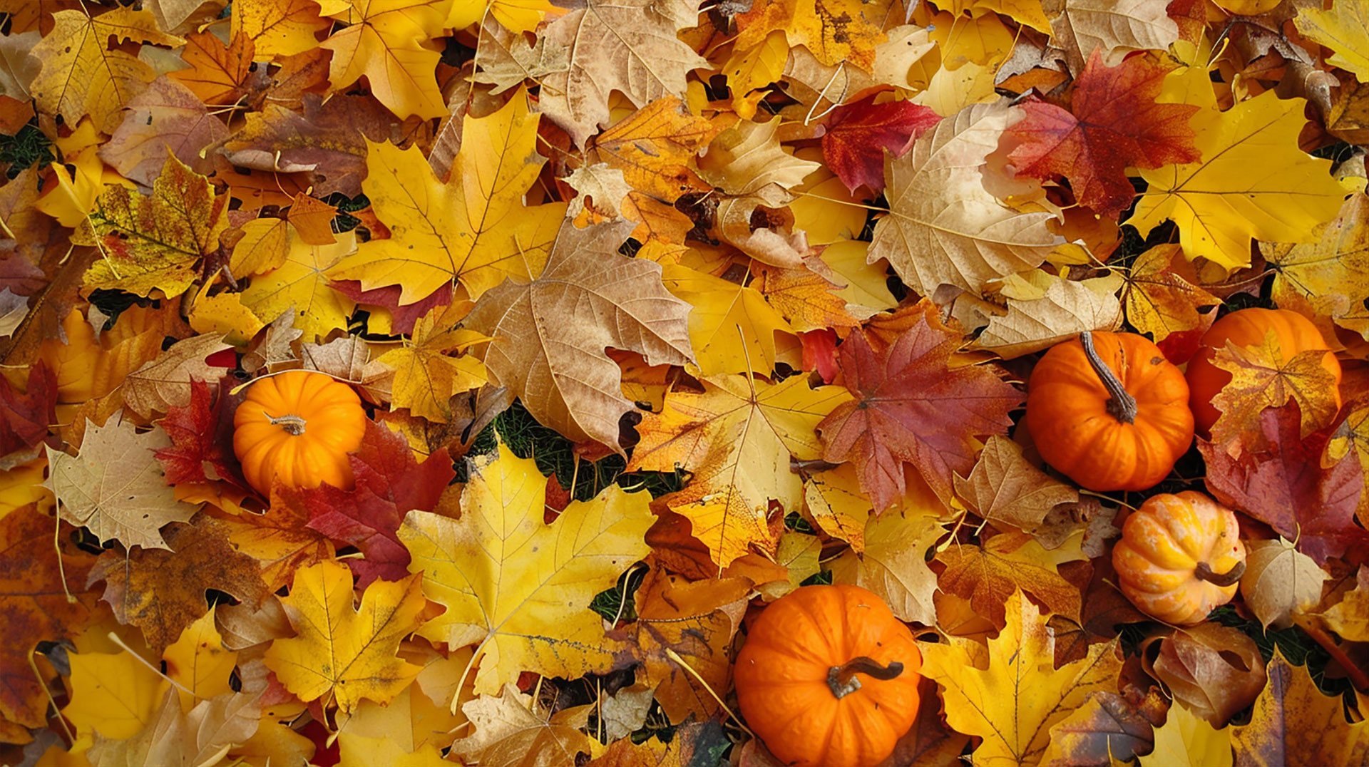 Autumn Leaves and Pumpkins Wallpaper