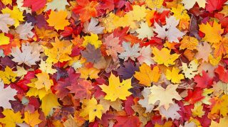 Digital Art Fall Leaves Wallpaper