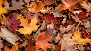 Elegant Fall Leaves HD Wallpaper