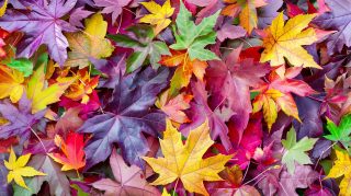 Ultra HD Fall Leaves Wallpaper for Desktop