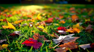 HD Fall Leaves Digital Background