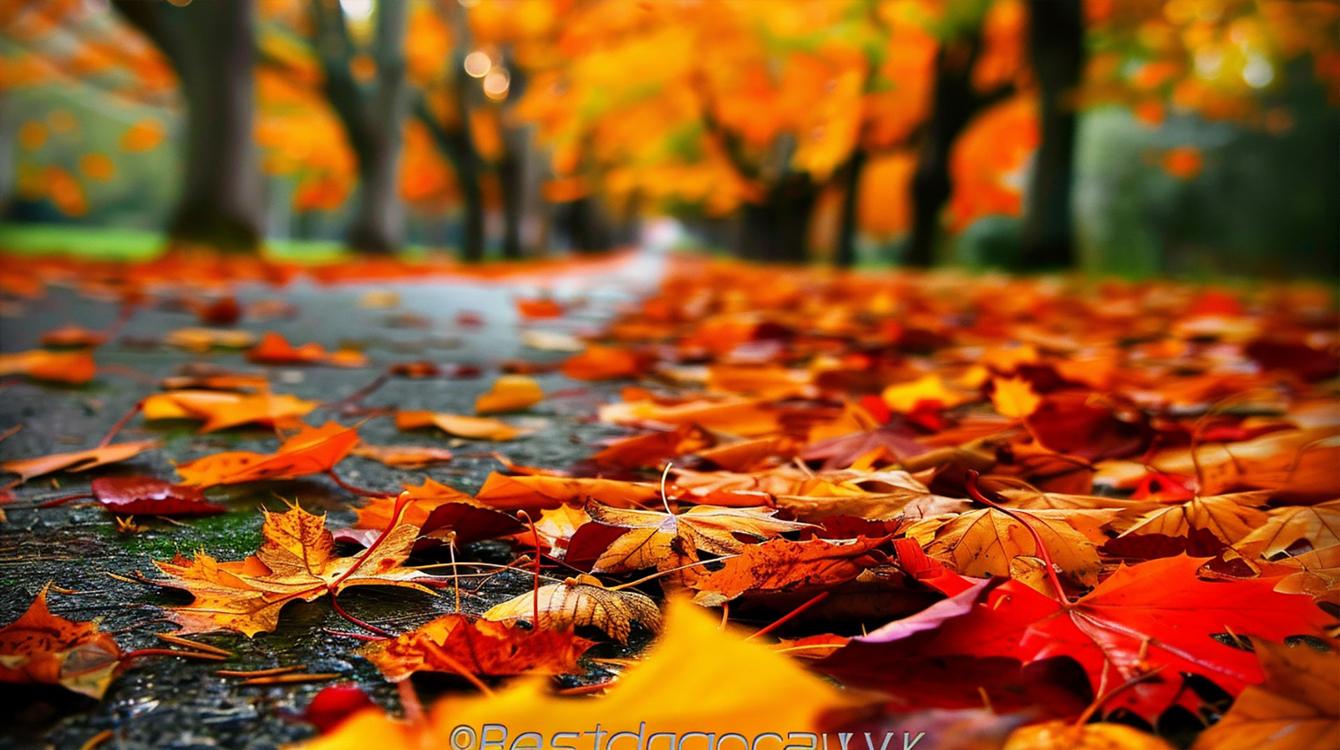 Desktop Wallpaper with Fall Foliage