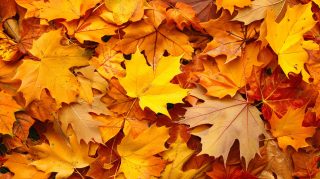 AI-Generated HD Fall Leaves Image