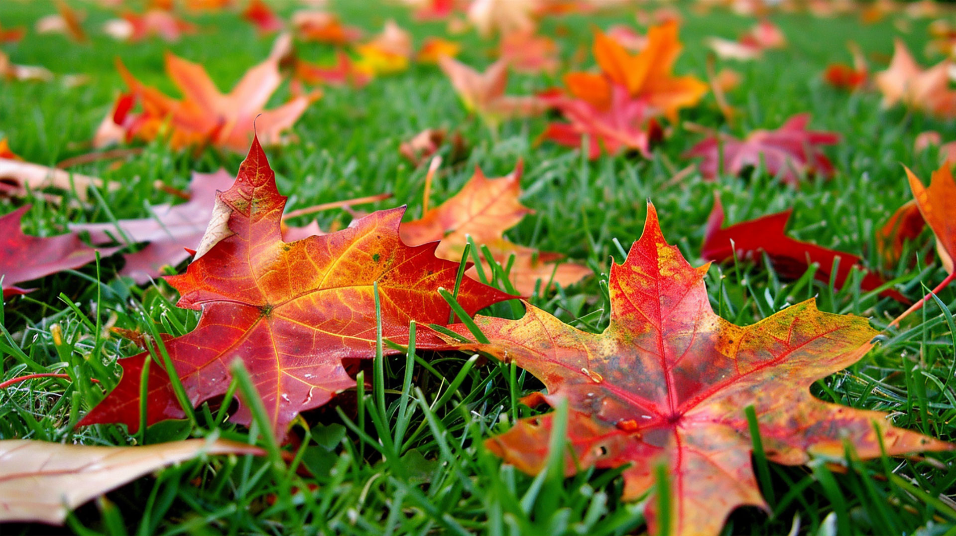 AI-Crafted Fall Leaves Desktop Image