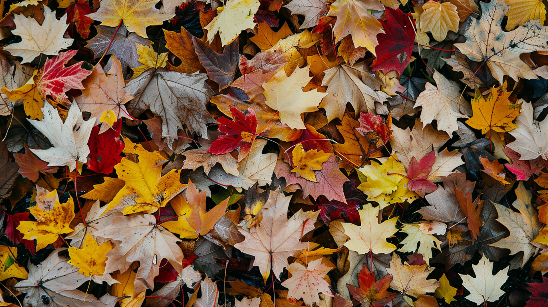 Autumnal Digital Background AI Image