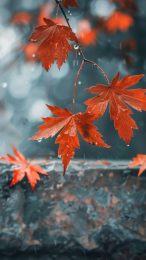 Tranquil Autumn Leaves iPhone Wallpaper