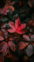 Moody Autumn Scene iPhone Background