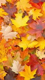 Cozy Autumnal Leaves iPhone Background