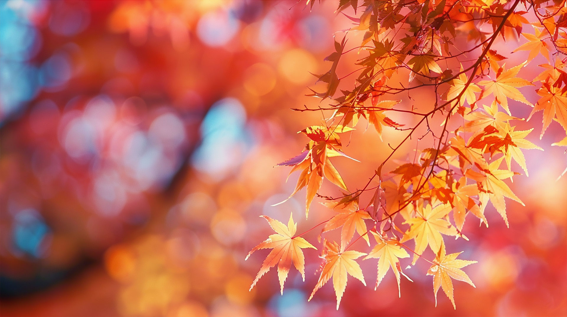 Autumn Splendor Wallpaper