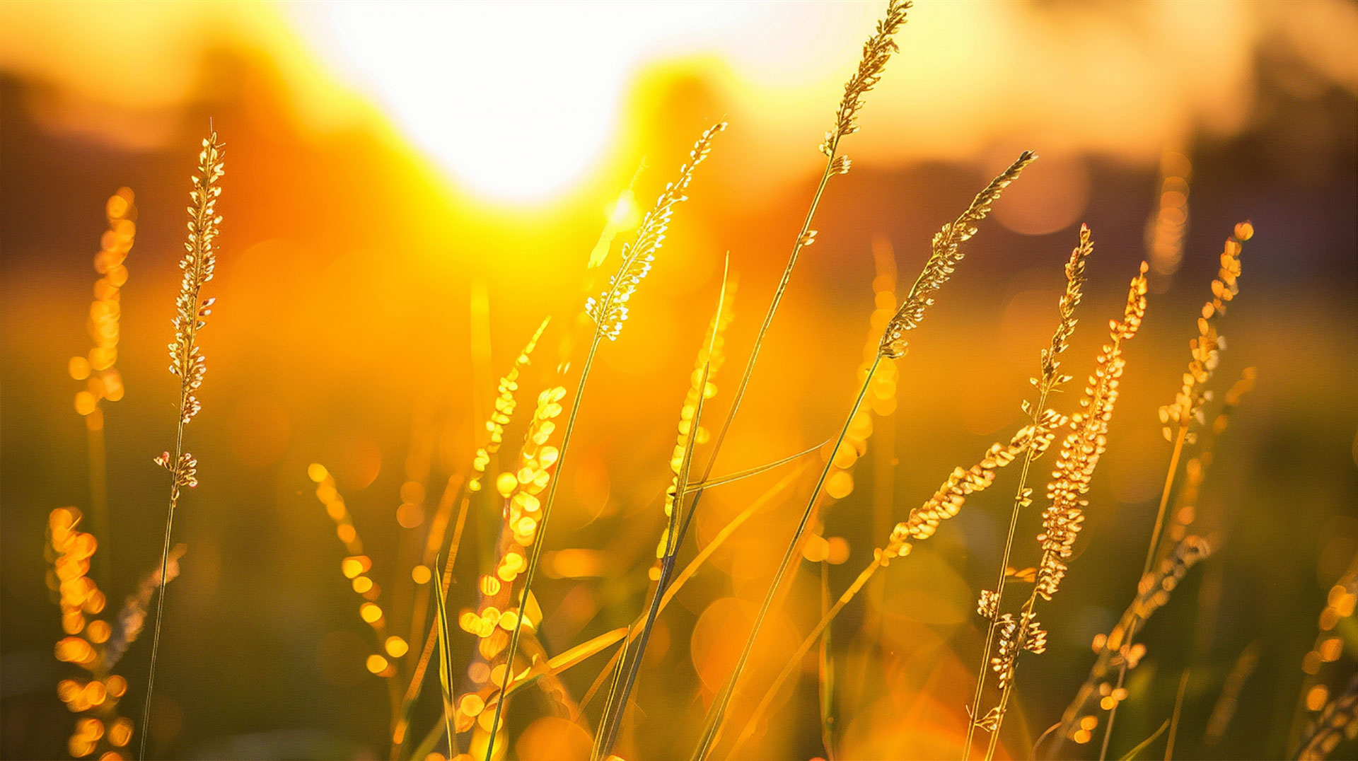 Golden Late Summer Fields: Free Desktop Background