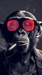 Funny Monkey Smoking Hookah Mobile Wallpaper