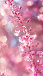 Free 4K Girly Lock Screen Wallpapers for iPhone