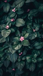 Free Download: Green Pink Flower Phone Wallpaper