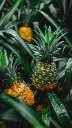 Vibrant Pineapple Images: Perfect Mobile Wallpaper