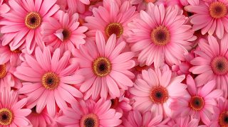 Hot Pink Flower HD Wallpaper