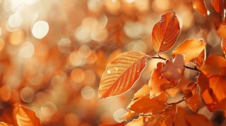 Golden Transition: Late Summer to Early Fall Wallpaper