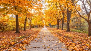 Vibrant Transition: Late Summer to Fall Wallpaper