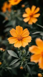 Late Summer Meadow Blooms: Mobile Wallpaper