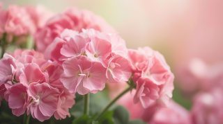 Digital Background: Light Pink Flower Wallpaper