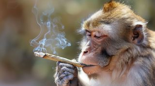 Stunning HD Monkey Smoking a Joint AI Image