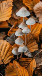 Nature-themed Mushroom Background for iPhone