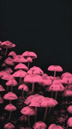 Tranquil Aesthetic Mushroom Wallpaper