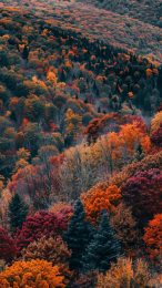 Huawei New England Fall Foliage Wallpaper 4K