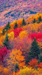 New England Fall Foliage iPhone Wallpaper HD