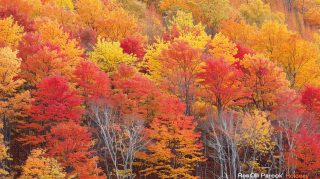 Free Download: New England Fall Foliage HD Wallpaper