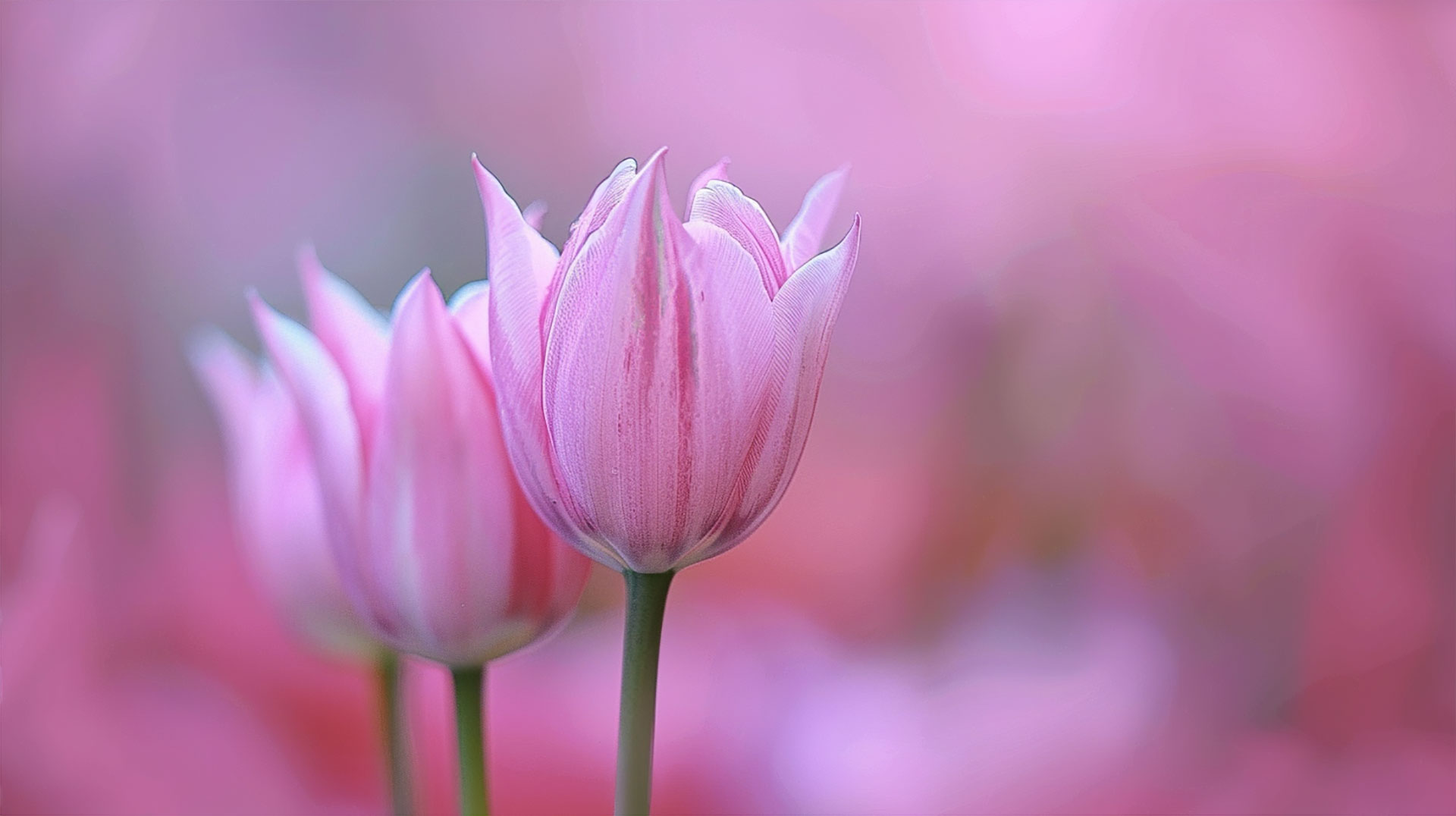 Ultra HD Pastel Pink Flower Wallpaper