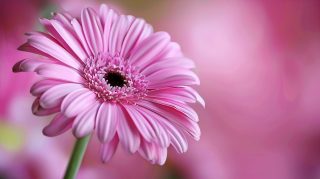 16:9 Pastel Pink Flower Desktop Background