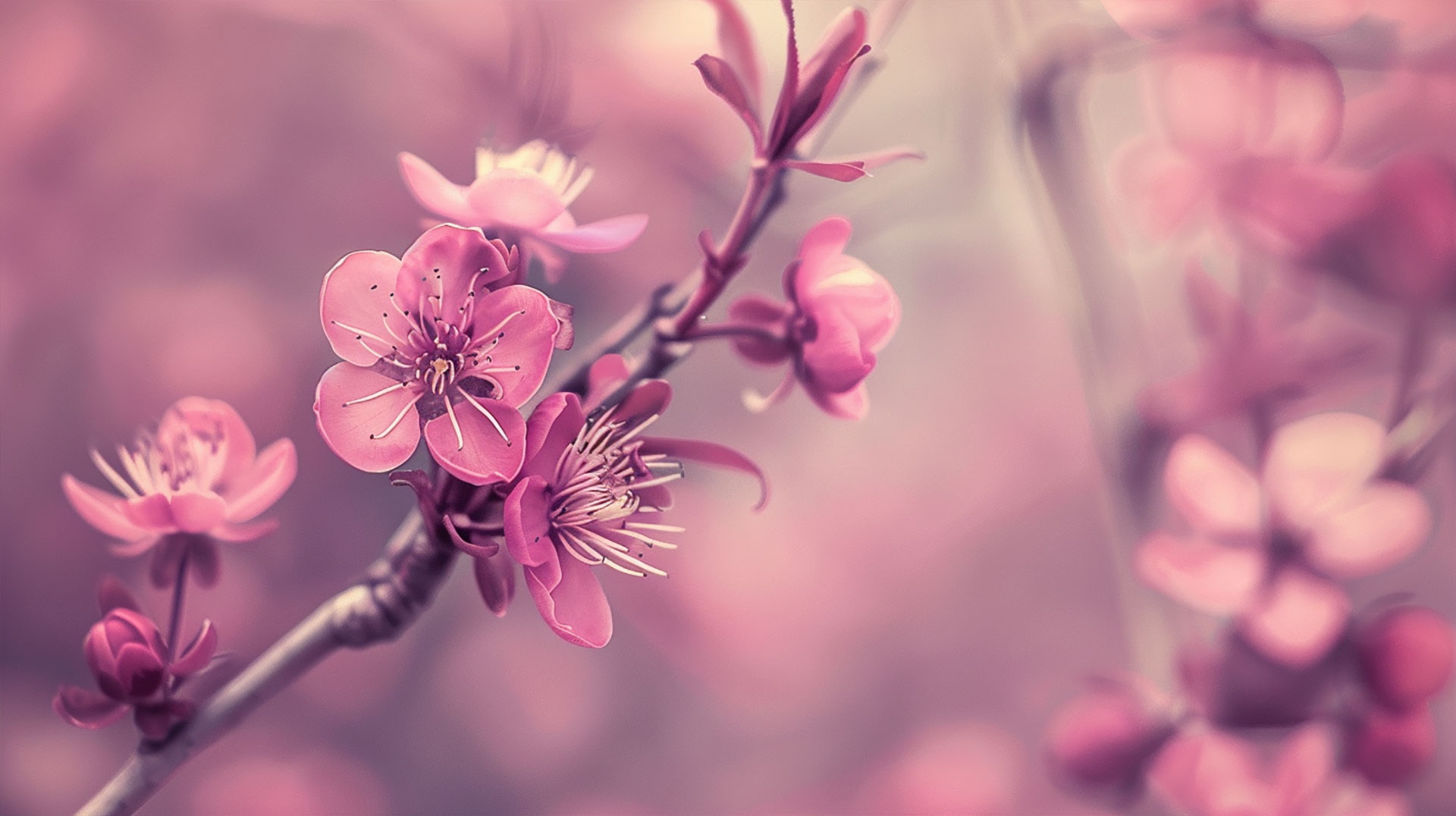 High-Resolution Pastel Pink Flower Wallpaper